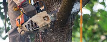 Fosston, MN Tree Services Company