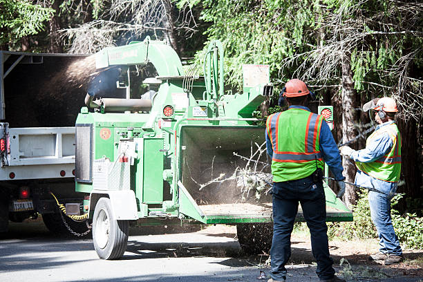 How Our Tree Care Process Works  in  Fosston, MN