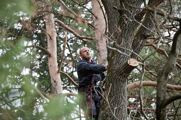 Best Tree Trimming and Pruning  in Fosston, MN