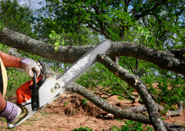 Best Fruit Tree Pruning  in Fosston, MN